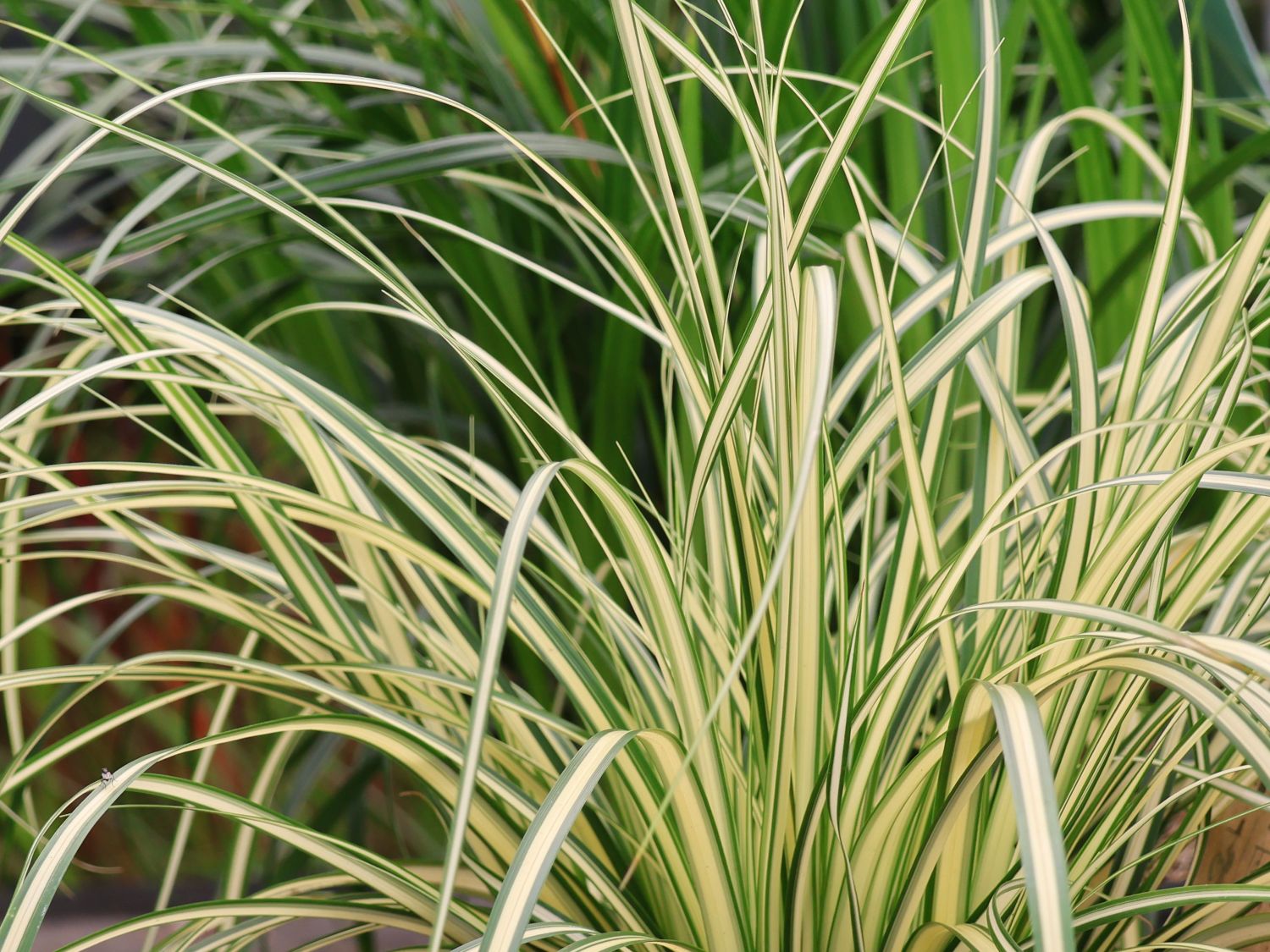 Morgenstern-Segge 'Maxigold'