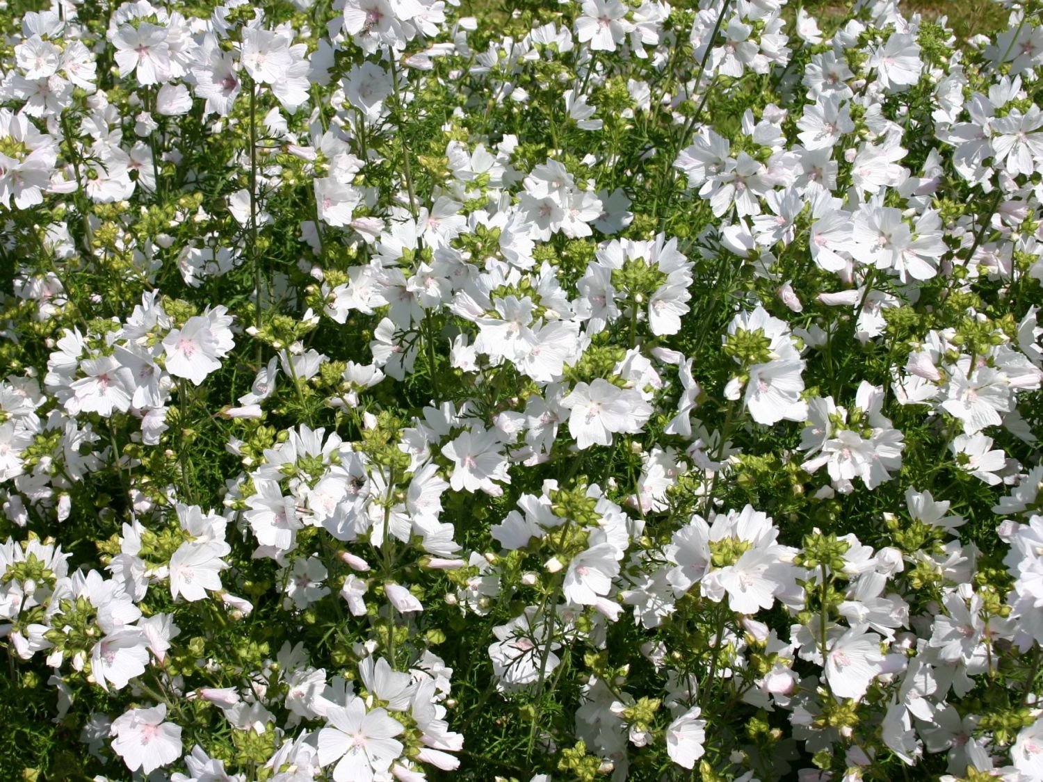 Malvenartige (Malvales)