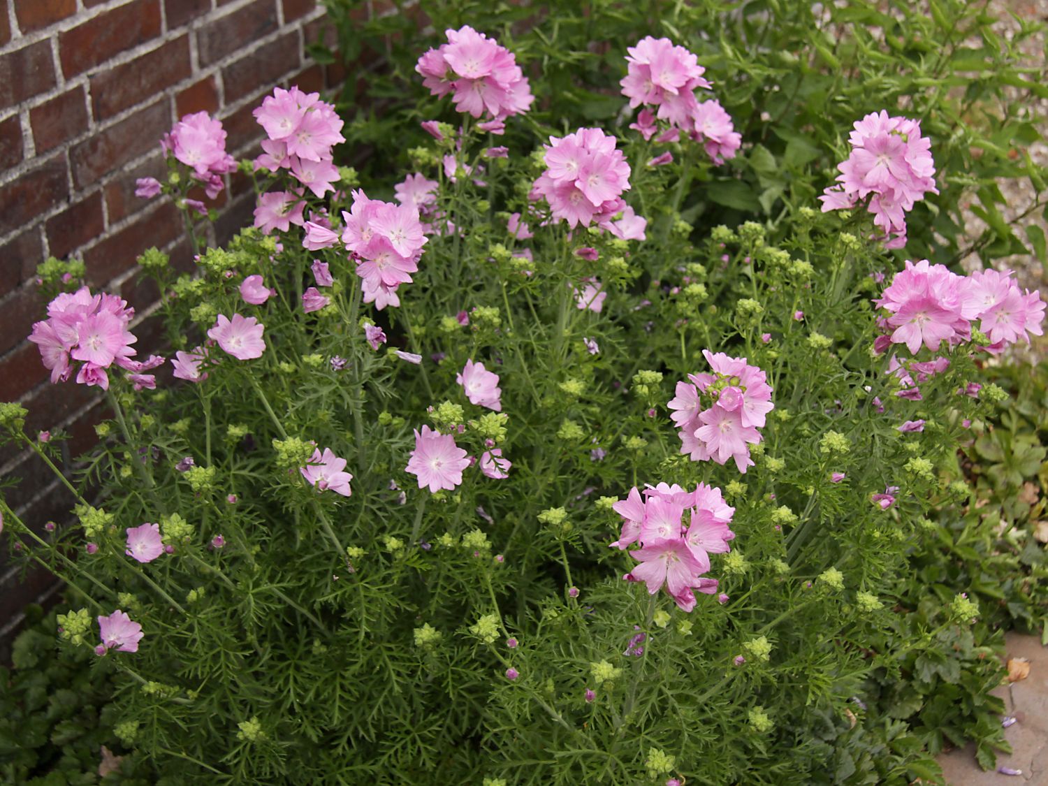 Moschus-Malve 'Rosea'