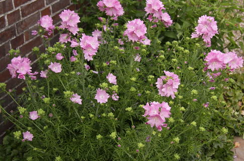 Moschus-Malve 'Rosea' - Malva moschata 'Rosea'