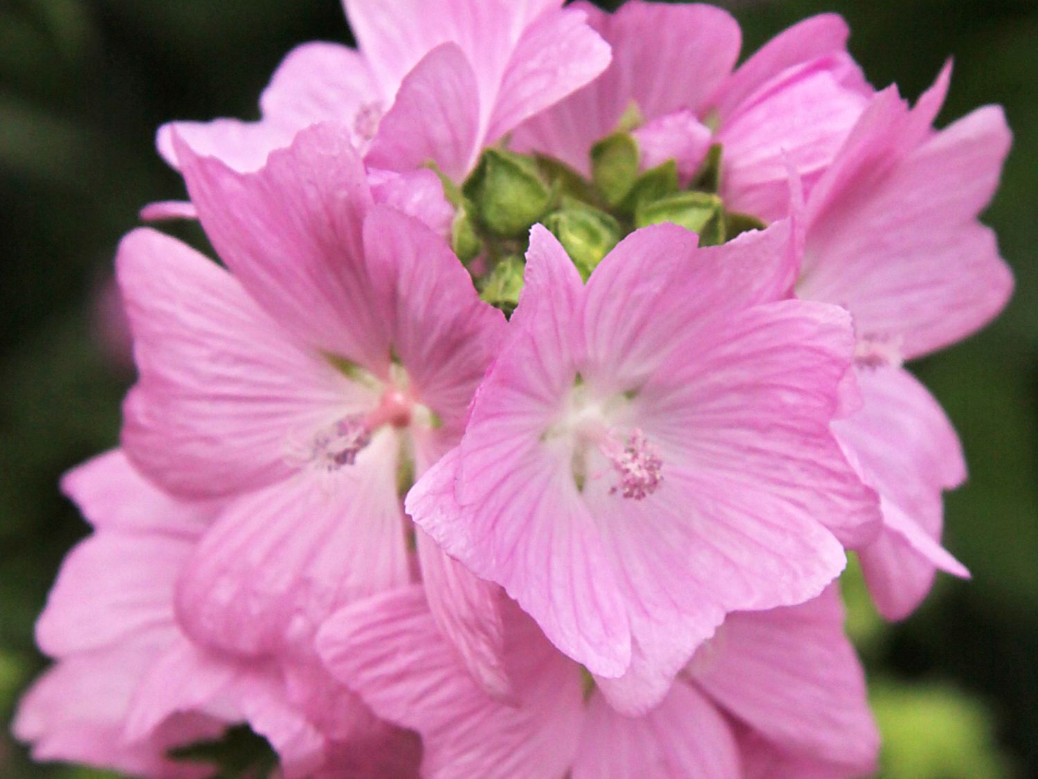 Moschus-Malve 'Rosea' - Malva moschata 'Rosea'
