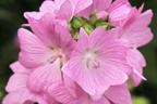 Moschus-Malve 'Rosea' - Malva moschata 'Rosea'