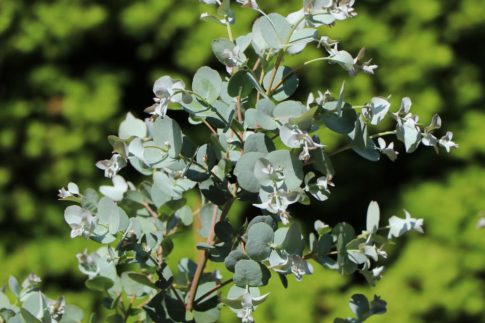 MostgummiEukalyptus 'Azura' Eucalyptus gunnii 'Azura' Baumschule