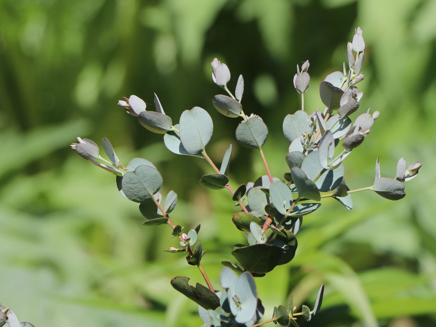 Mostgummi-Eukalyptus 'Azura' - Eucalyptus gunnii 'Azura'