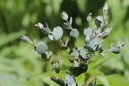 Mostgummi-Eukalyptus 'Azura' - Eucalyptus gunnii 'Azura'
