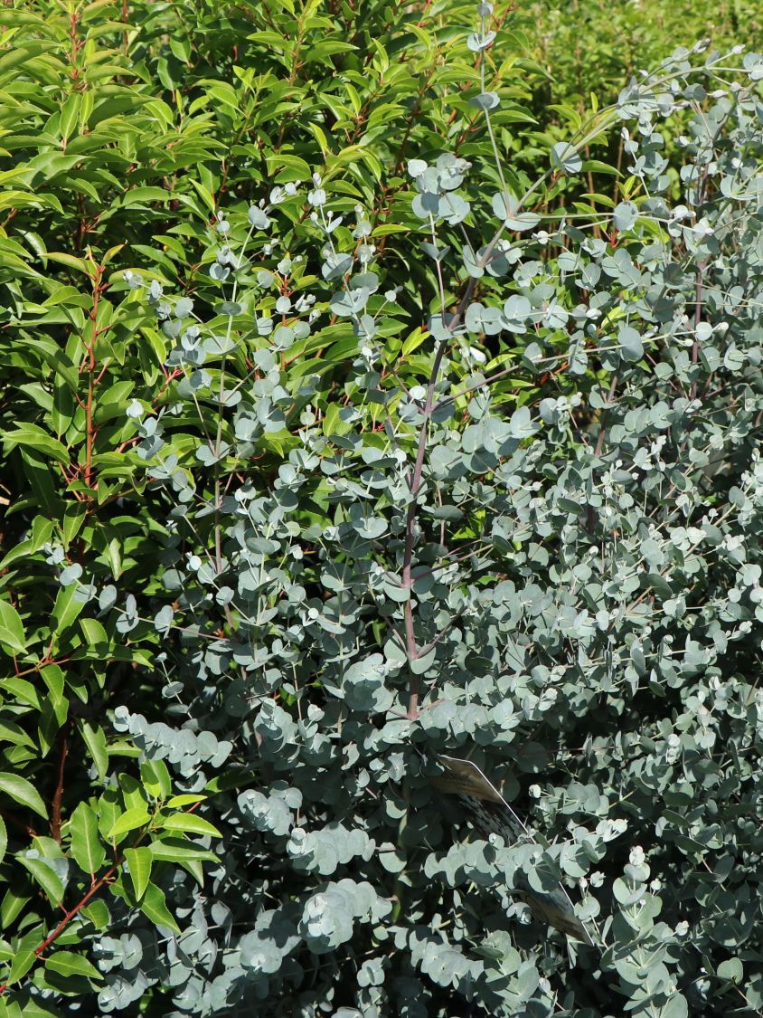 Mostgummi-Eukalyptus 'Azura' - Eucalyptus gunnii 'Azura'