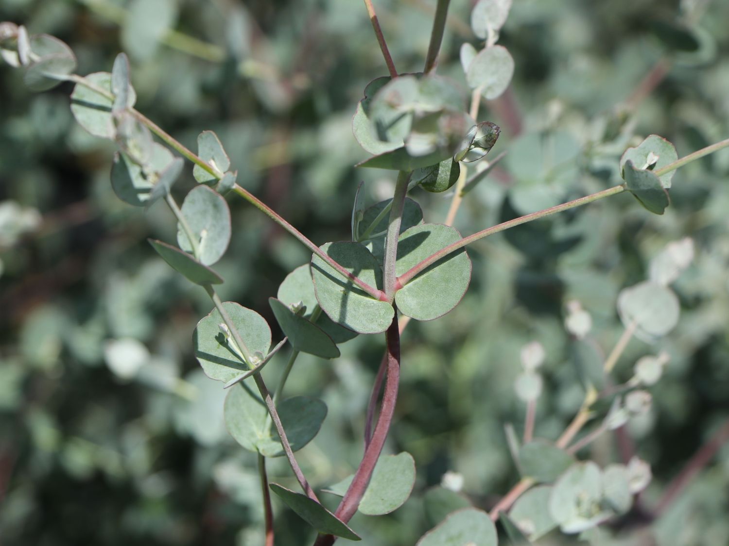 Mostgummi-Eukalyptus 'Azura' - Eucalyptus gunnii 'Azura'