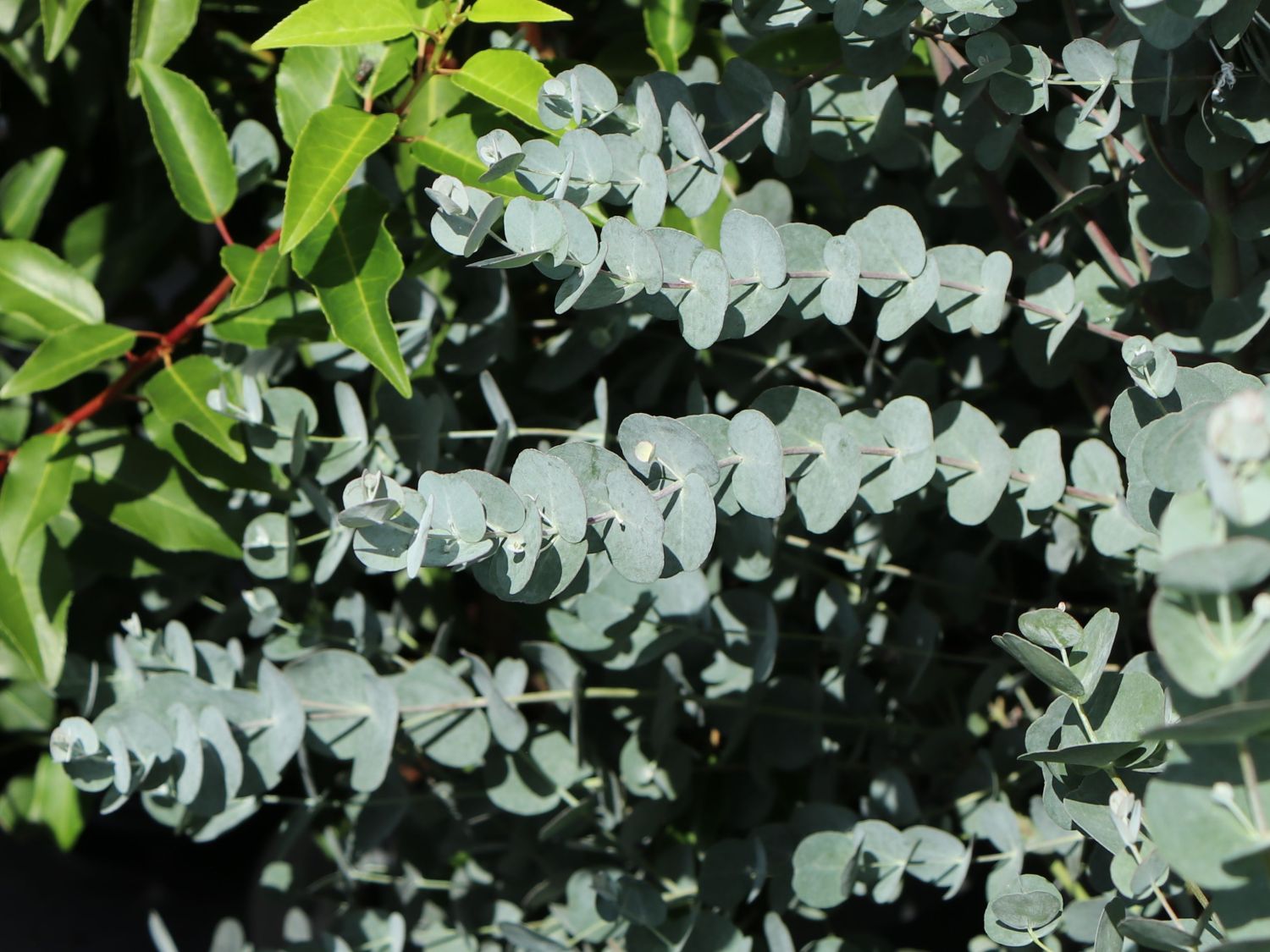 Mostgummi-Eukalyptus 'Azura' - Eucalyptus gunnii 'Azura'