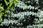 Mostgummi-Eukalyptus 'Azura' - Eucalyptus gunnii 'Azura'
