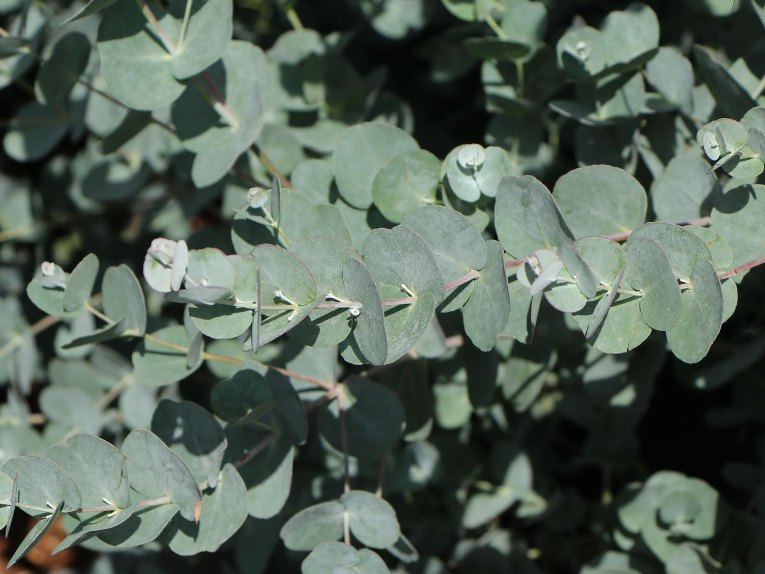 Mostgummi-Eukalyptus 'Azura' - Eucalyptus gunnii 'Azura'