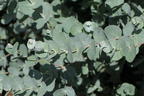 Mostgummi-Eukalyptus 'Azura' - Eucalyptus gunnii 'Azura'