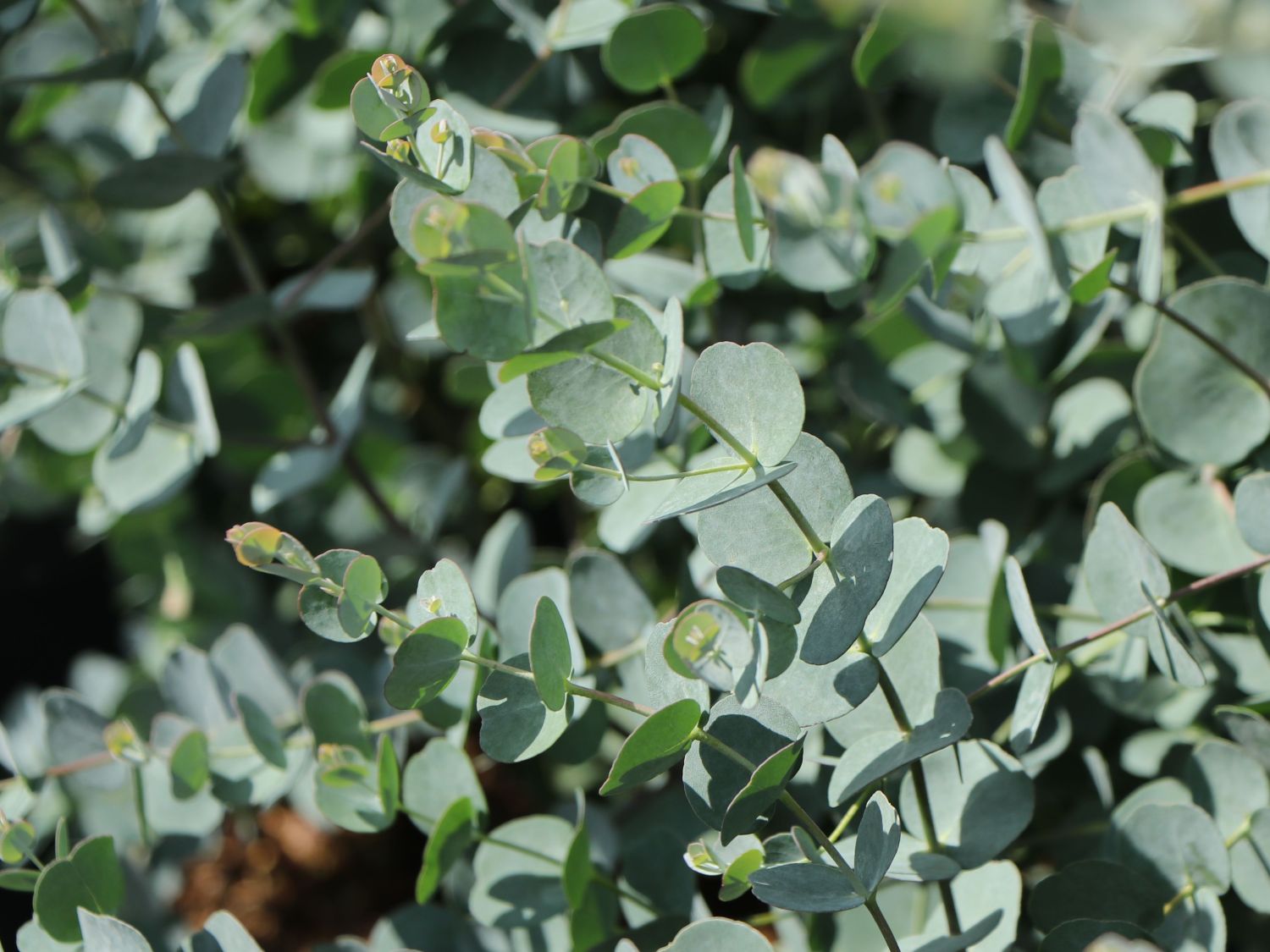 Mostgummi-Eukalyptus 'Azura' - Eucalyptus gunnii 'Azura'