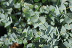 Mostgummi-Eukalyptus 'Azura' - Eucalyptus gunnii 'Azura'