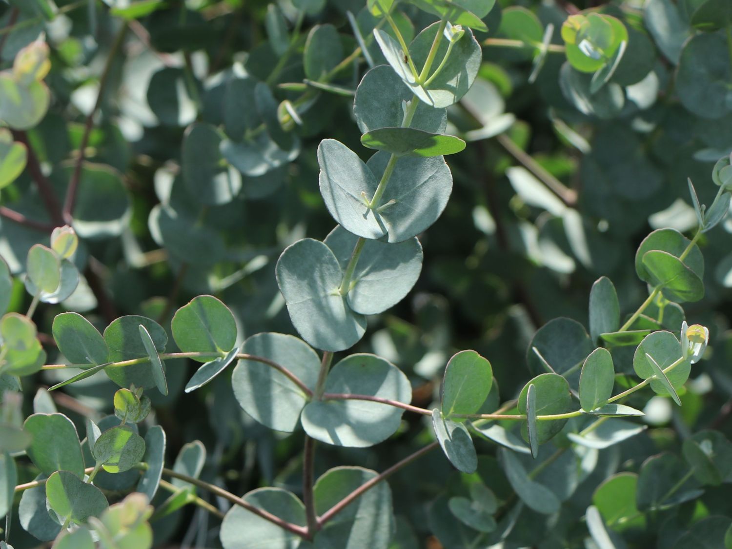 Mostgummi-Eukalyptus 'Azura' - Eucalyptus gunnii 'Azura'