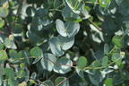 Mostgummi-Eukalyptus 'Azura' - Eucalyptus gunnii 'Azura'