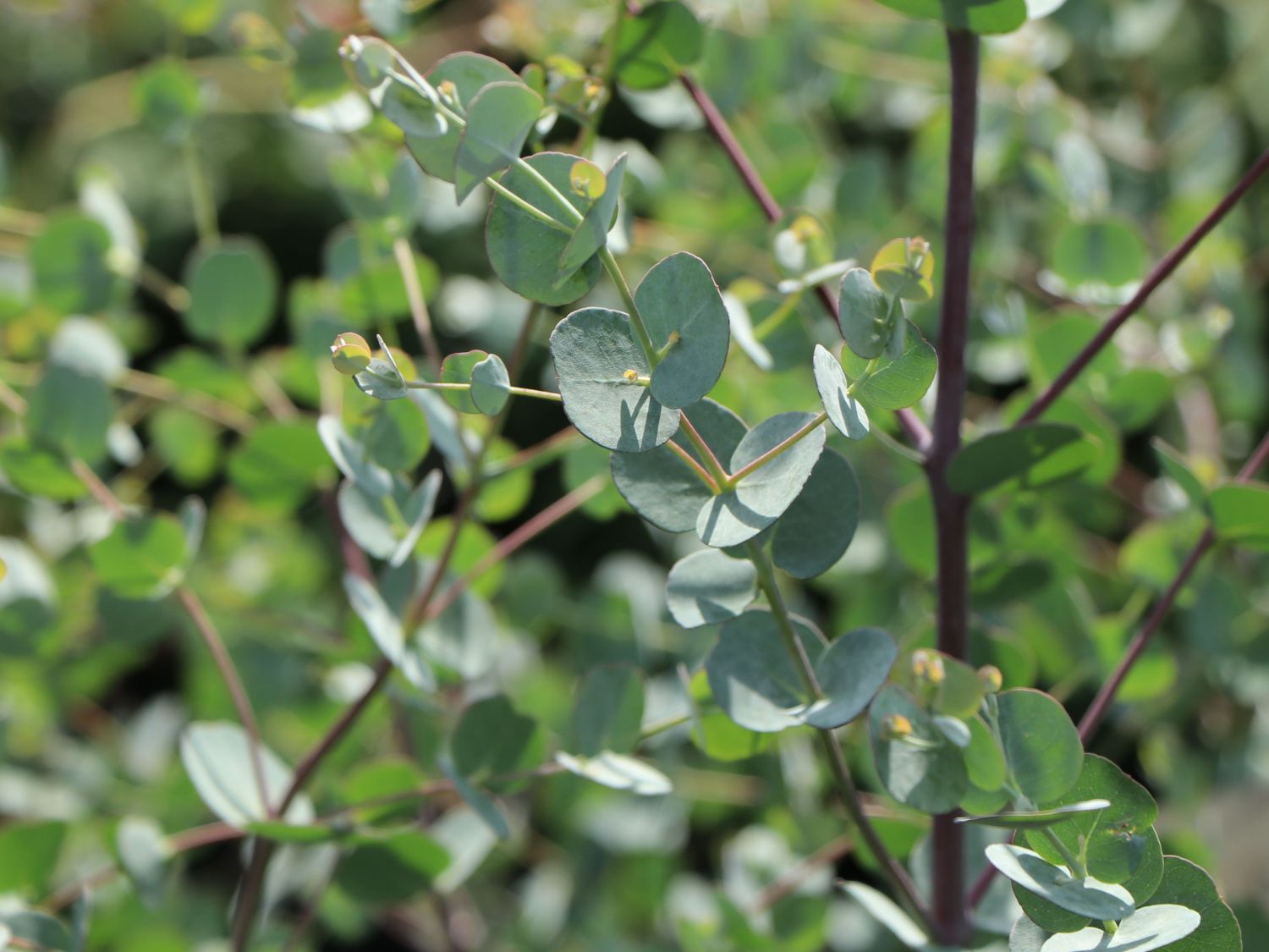 Mostgummi-Eukalyptus 'Azura' - Eucalyptus gunnii 'Azura'