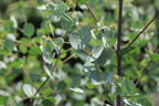 Mostgummi-Eukalyptus 'Azura' - Eucalyptus gunnii 'Azura'