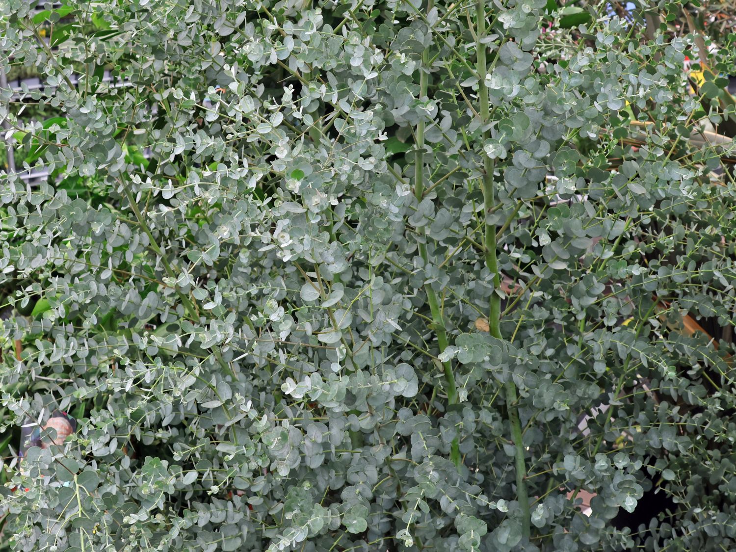 Mostgummi-Eukalyptus 'Azura' - Eucalyptus gunnii 'Azura'