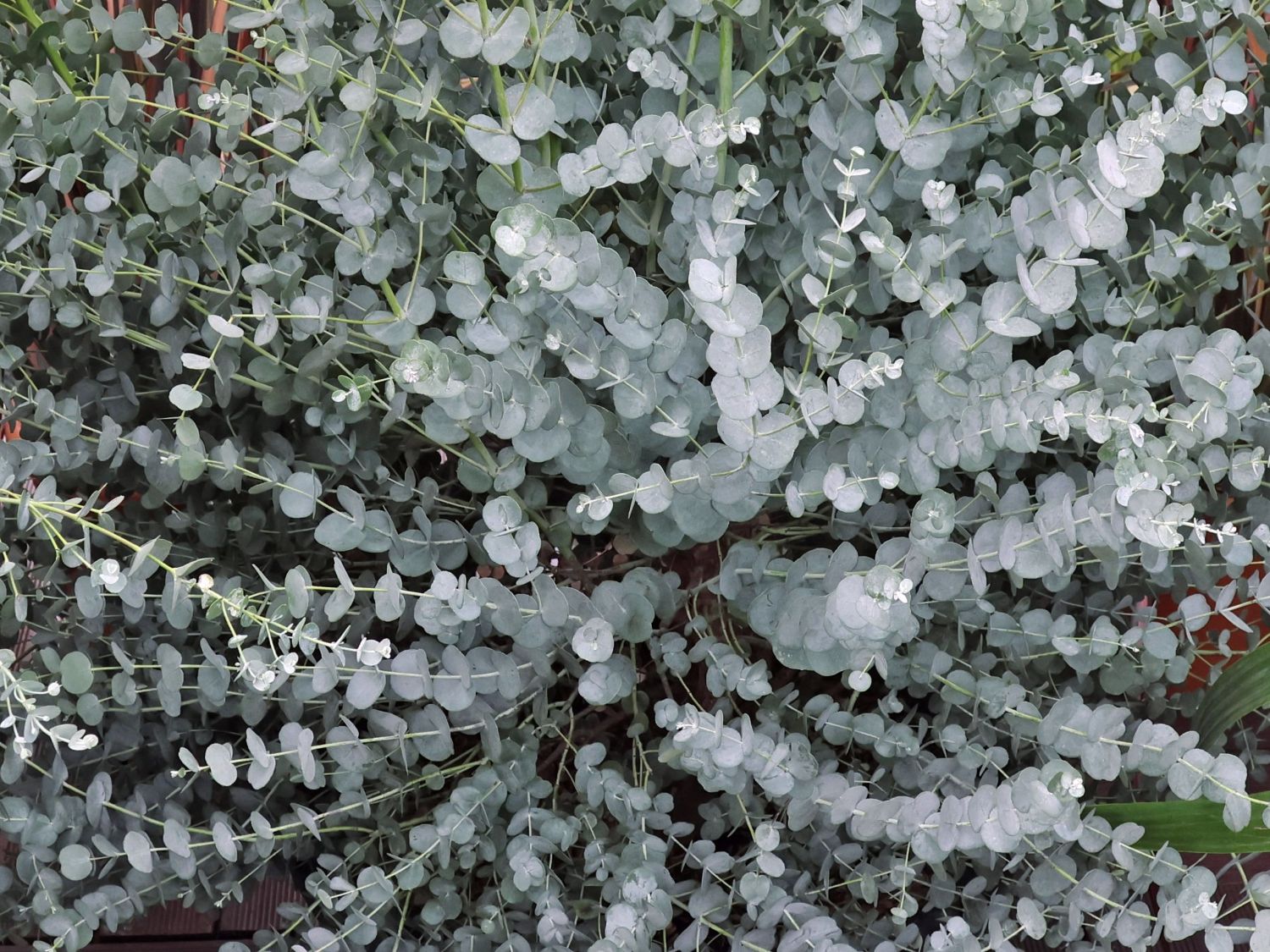 Mostgummi-Eukalyptus 'Silverana'