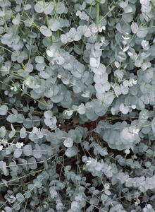 Mostgummi-Eukalyptus 'Silverana'