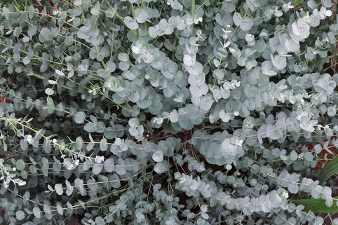 Mostgummi-Eukalyptus 'Silverana' - Eucalyptus gunnii 'Silverana'