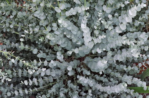 Mostgummi-Eukalyptus 'Silverana' - Eucalyptus gunnii 'Silverana'