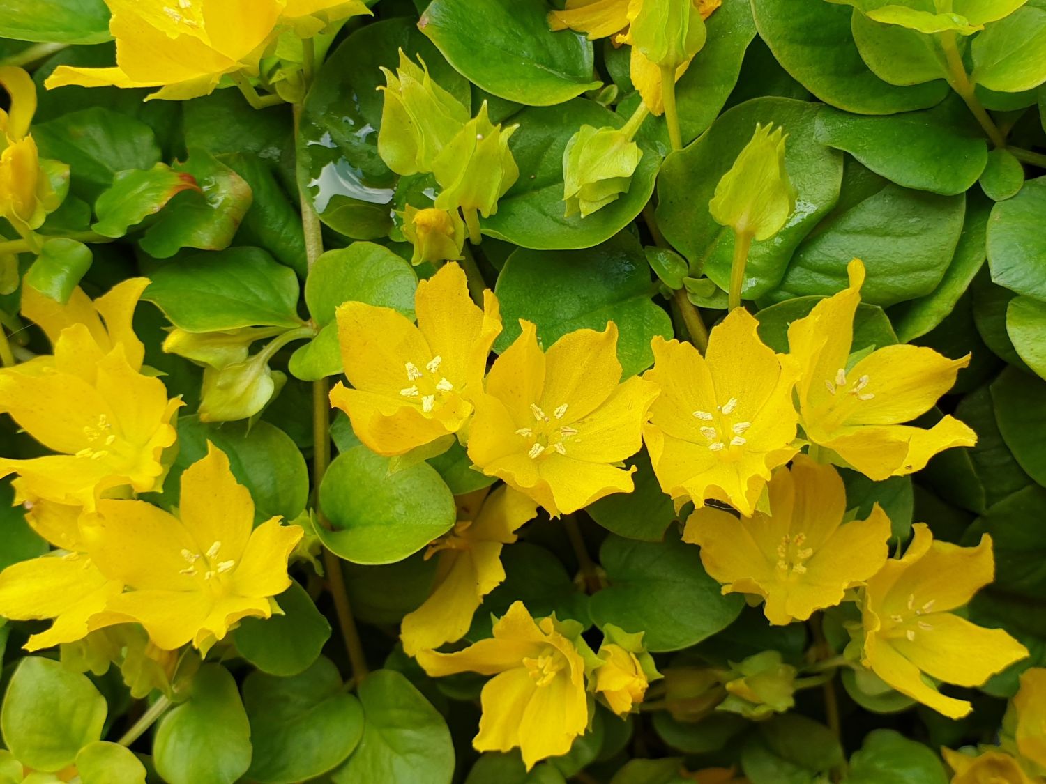 Gilbweiderich (Lysimachia)