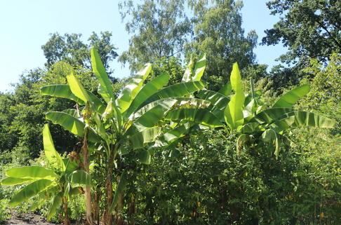 Kochbanane 'Dajiao' - Musa 'Dajiao'