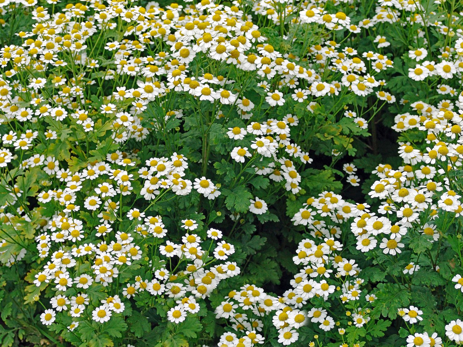 Wucherblumen (Tanacetum)