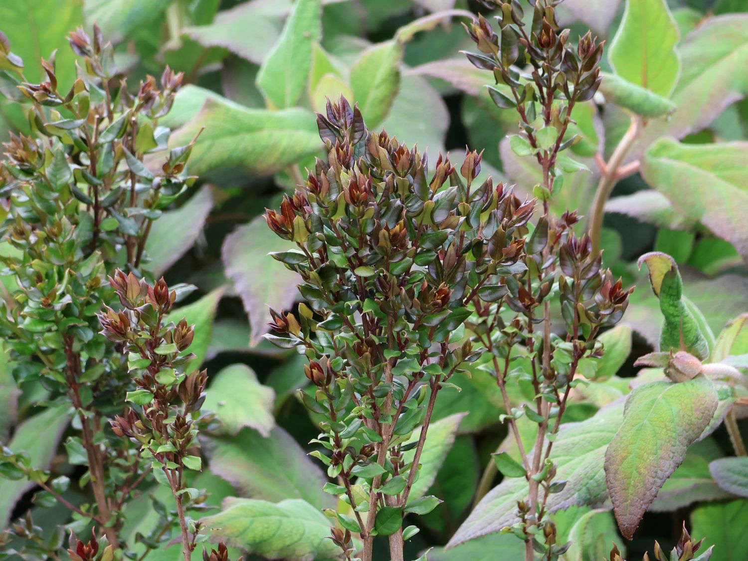 Myrte - Luma apiculata