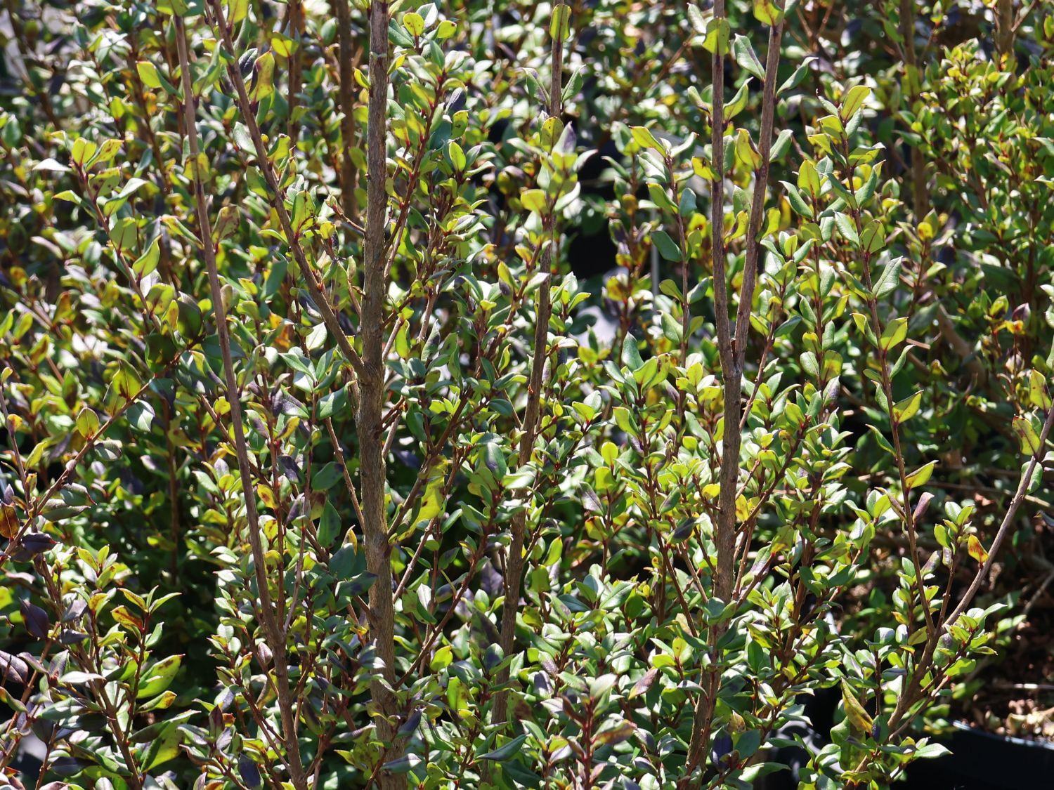 Myrte - Luma apiculata