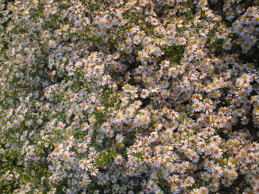 Myrten Aster 'Erlkönig'