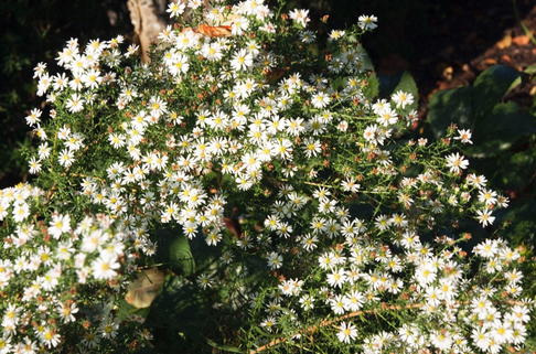 Myrten Aster 'Schneegitter' - Aster ericoides 'Schneegitter'