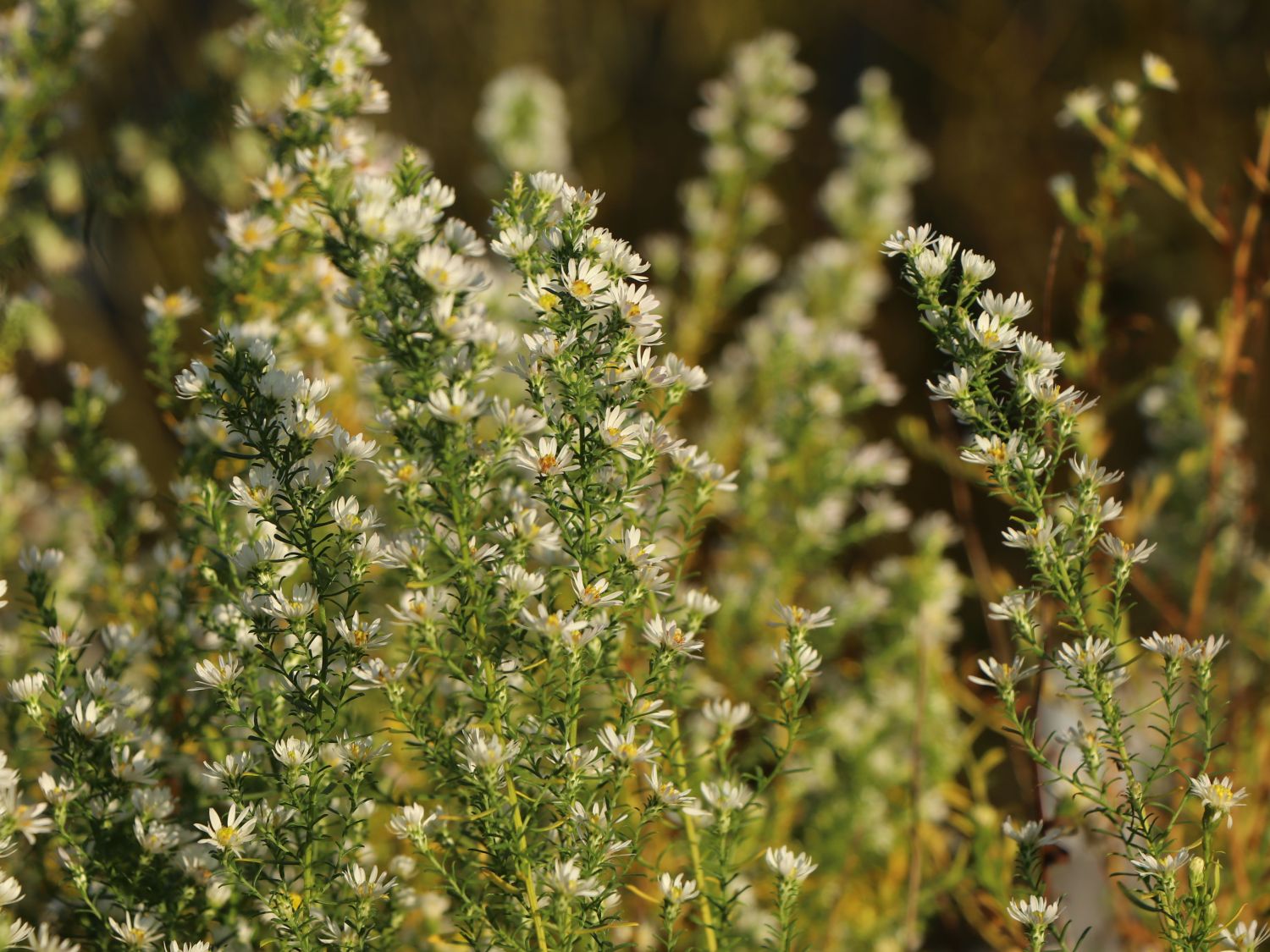 Myrten Aster 'Schneetanne'