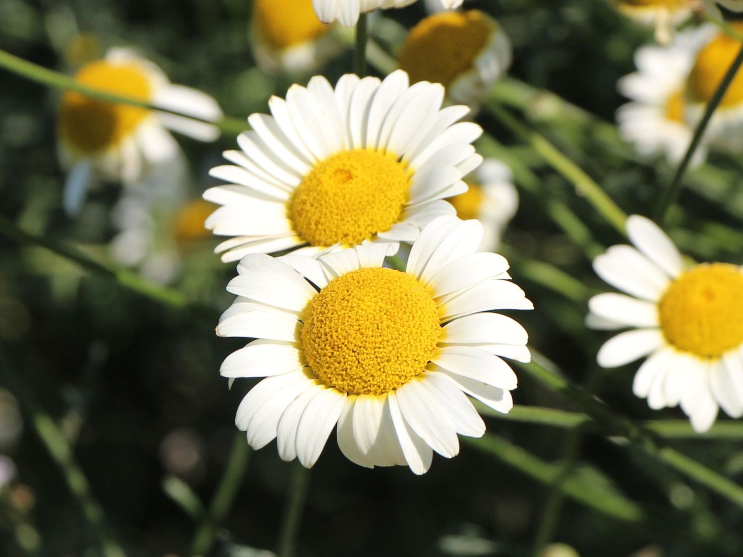 Myrten-Aster 'Weißer Zwerg'