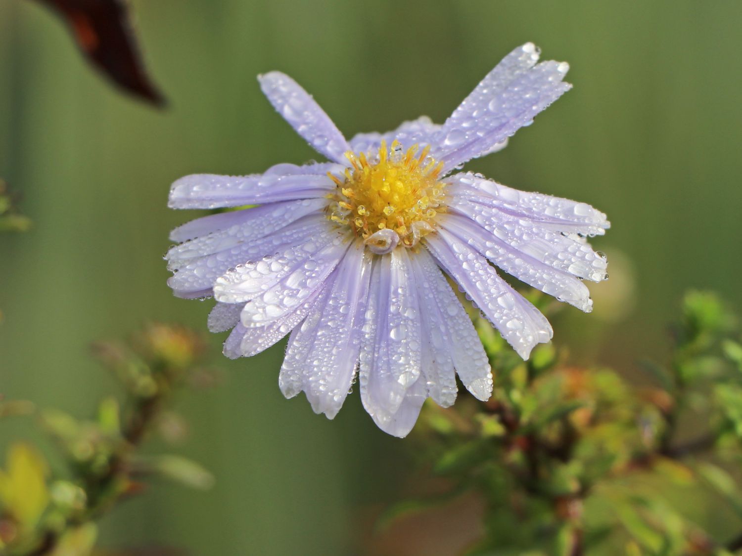 Myrten-Aster 'Yvette Richardson'