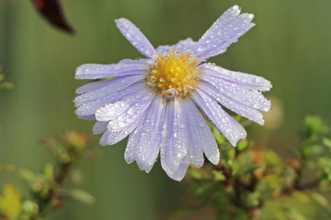 Myrten-Aster 'Yvette Richardson' - Aster ericoides 'Yvette Richardson'