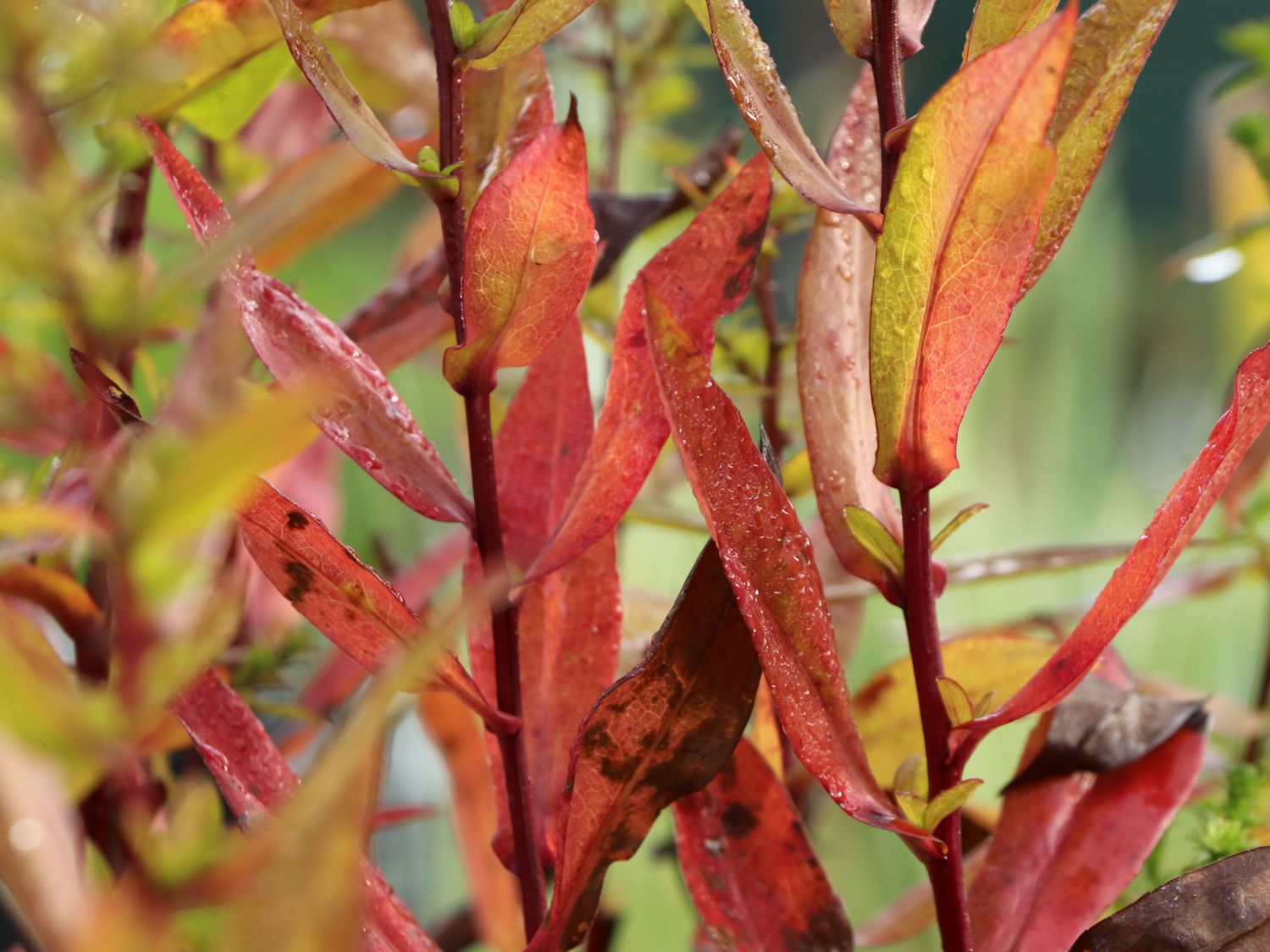 Myrten-Aster 'Yvette Richardson' - Aster ericoides 'Yvette Richardson'
