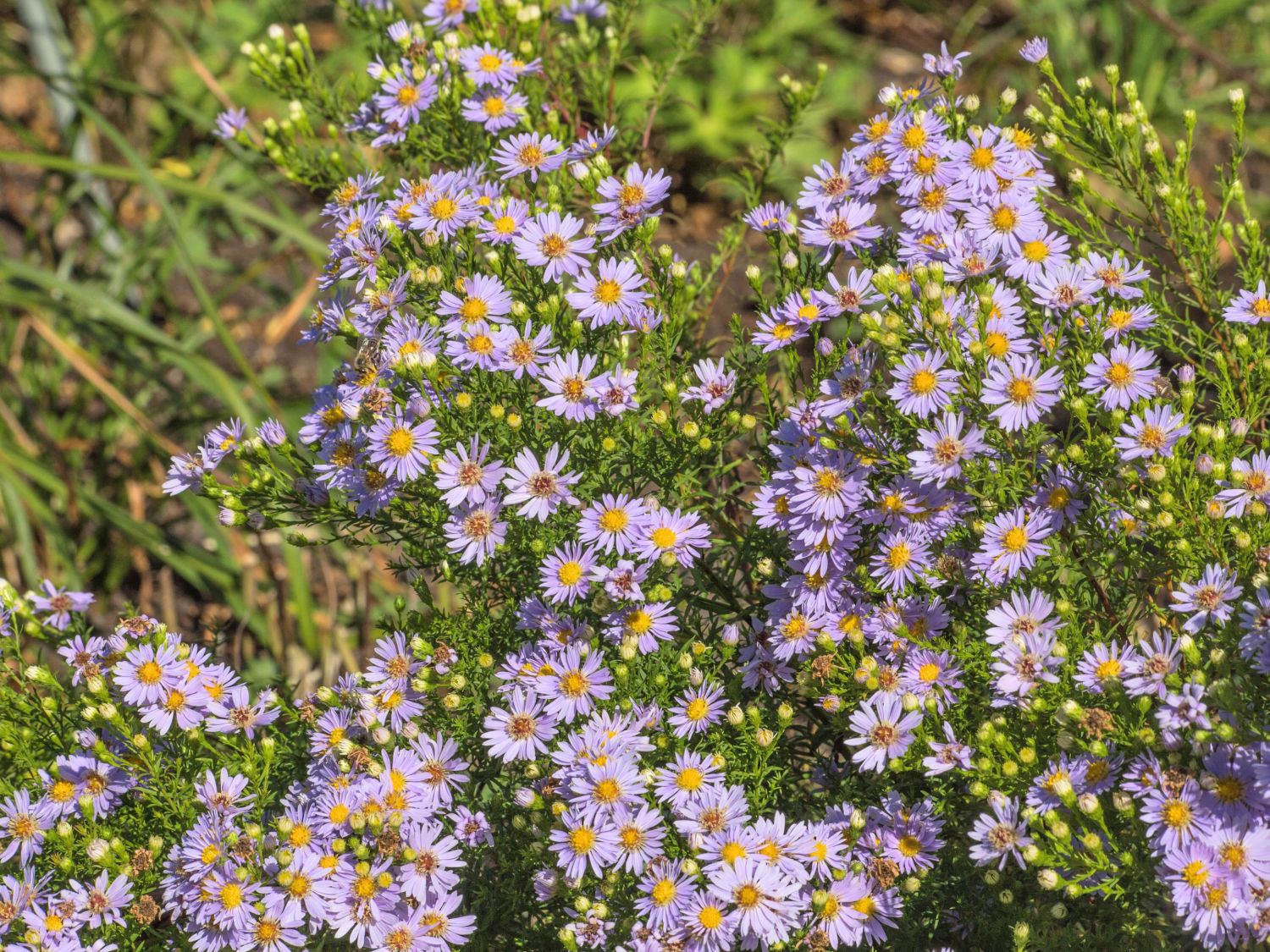 Myrten-Aster 'Yvette Richardson' - Aster ericoides 'Yvette Richardson'