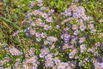 Myrten-Aster 'Yvette Richardson' - Aster ericoides 'Yvette Richardson'