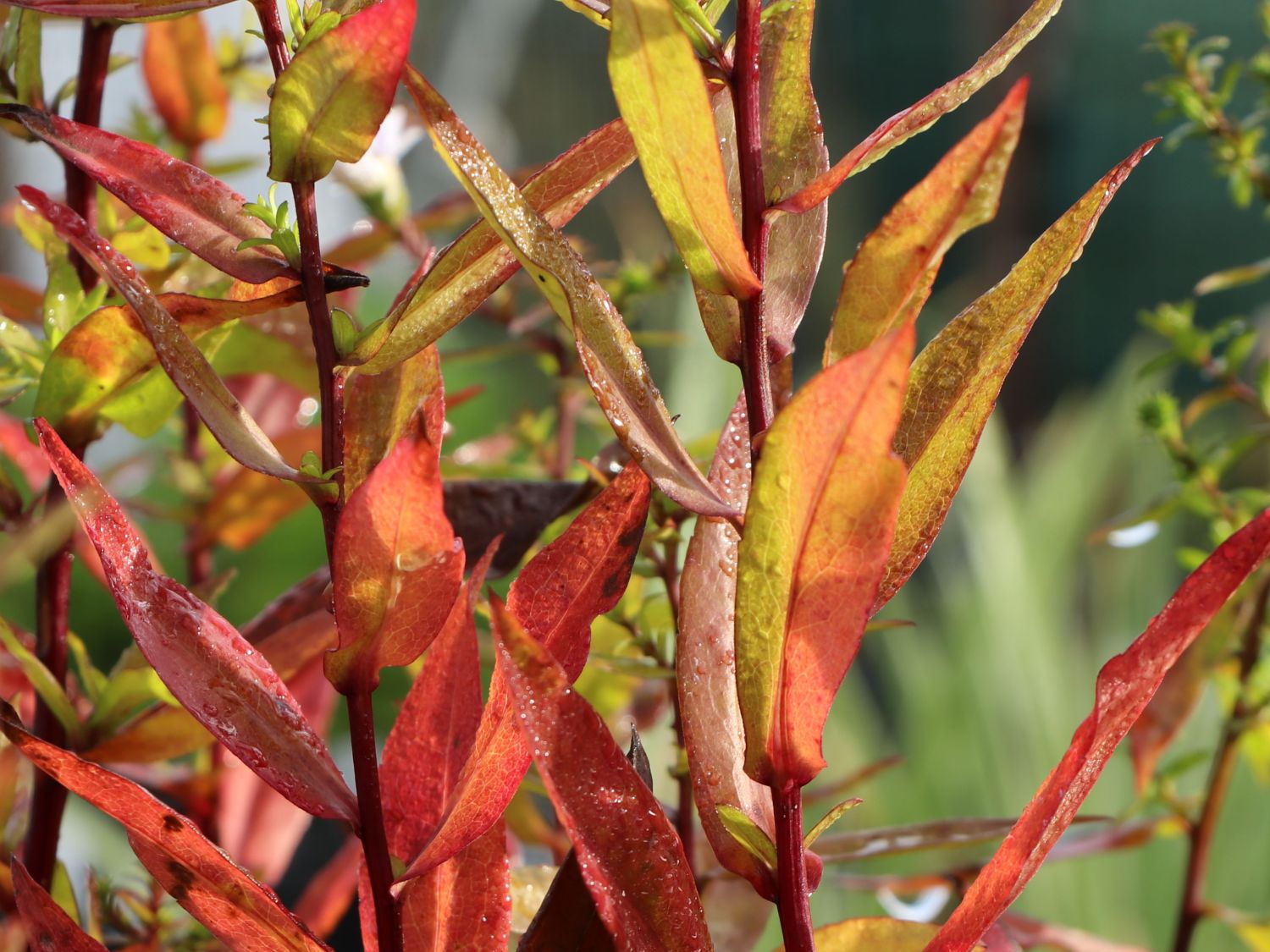 Myrten-Aster 'Yvette Richardson' - Aster ericoides 'Yvette Richardson'