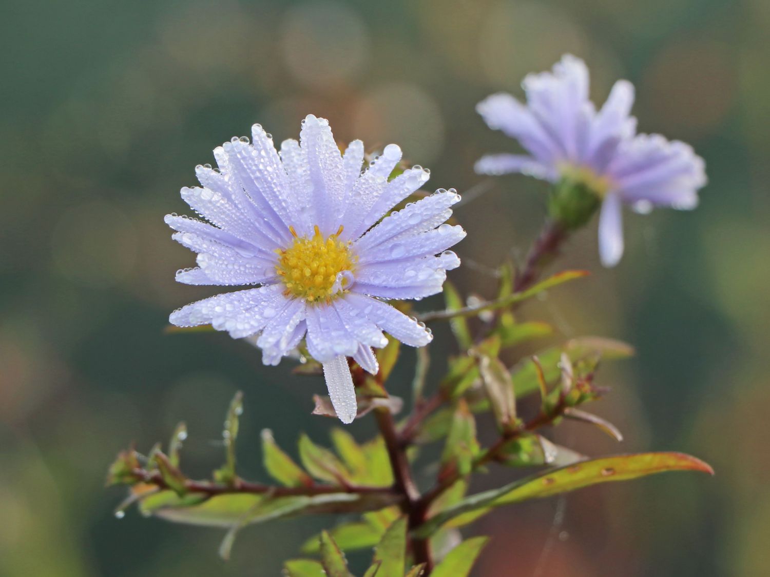 Myrten-Aster 'Yvette Richardson' - Aster ericoides 'Yvette Richardson'