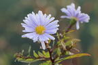 Myrten-Aster 'Yvette Richardson' - Aster ericoides 'Yvette Richardson'