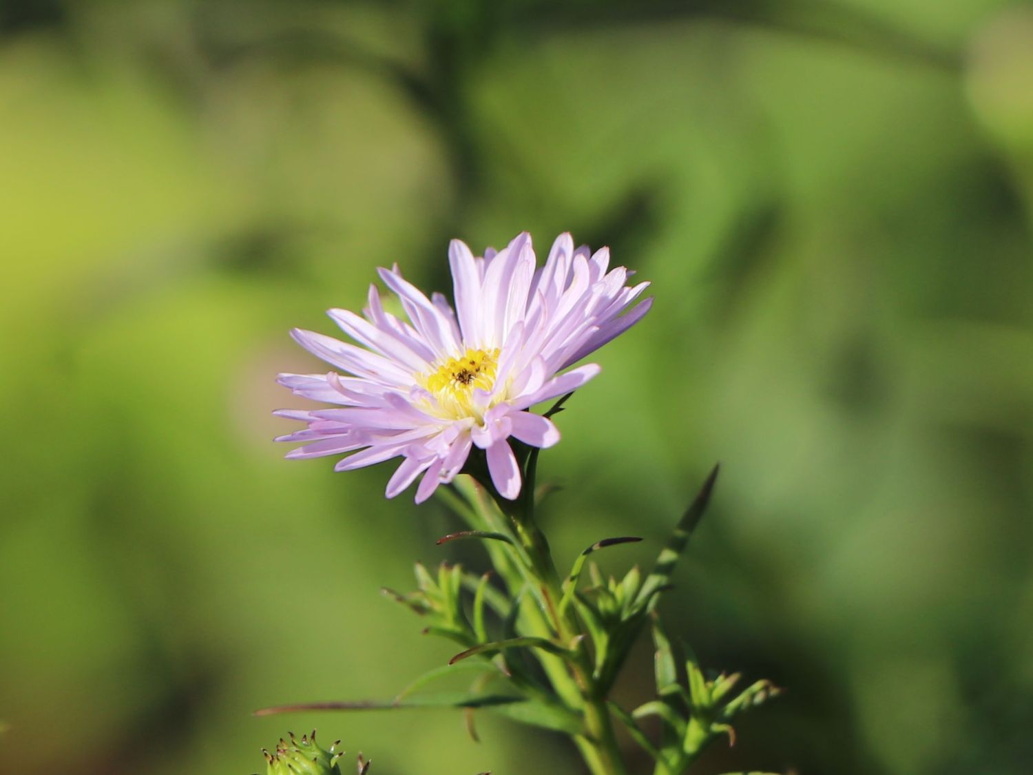 Myrten-Aster 'Yvette Richardson' - Aster ericoides 'Yvette Richardson'