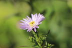 Myrten-Aster 'Yvette Richardson' - Aster ericoides 'Yvette Richardson'