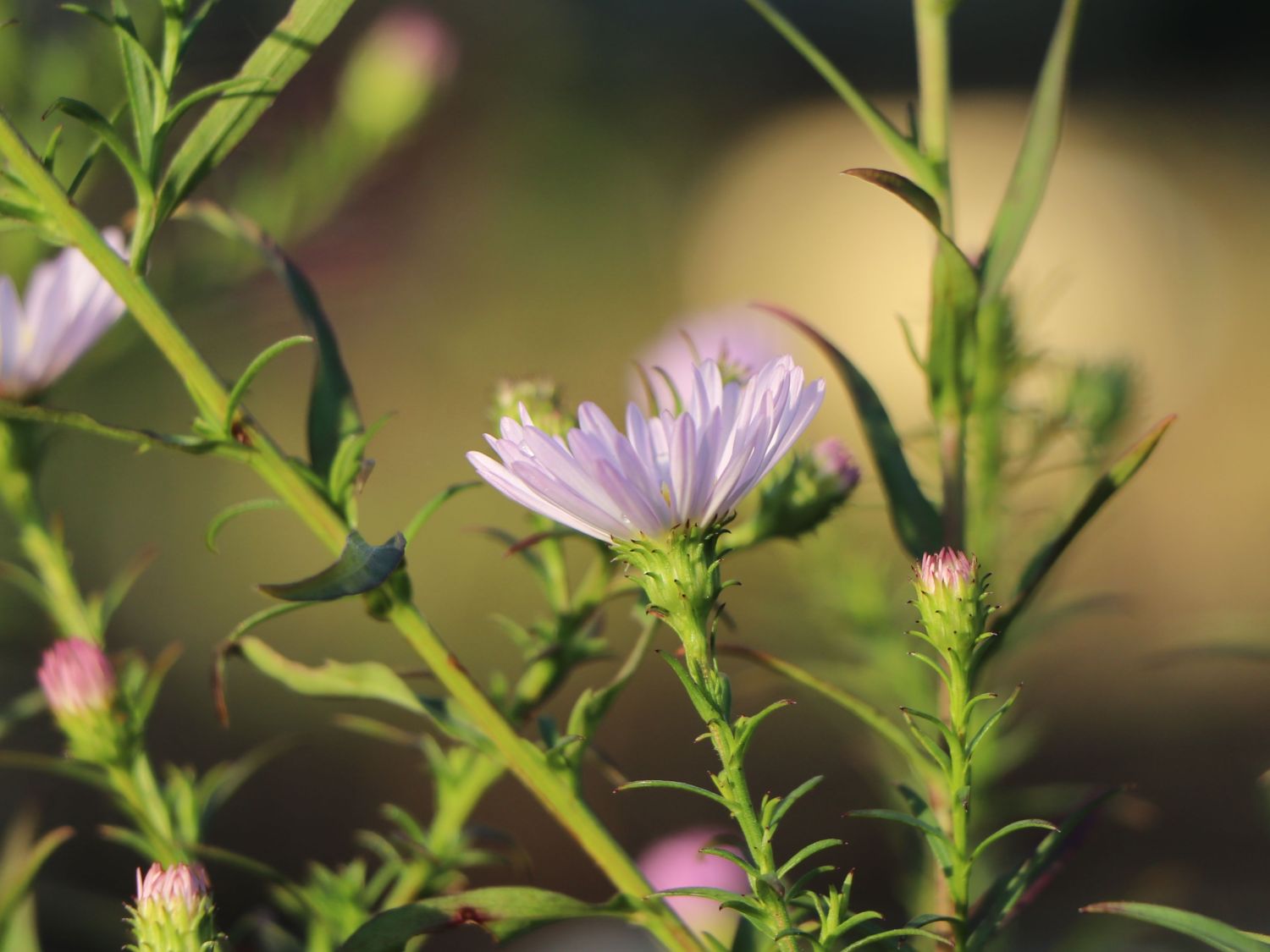 Myrten-Aster 'Yvette Richardson' - Aster ericoides 'Yvette Richardson'