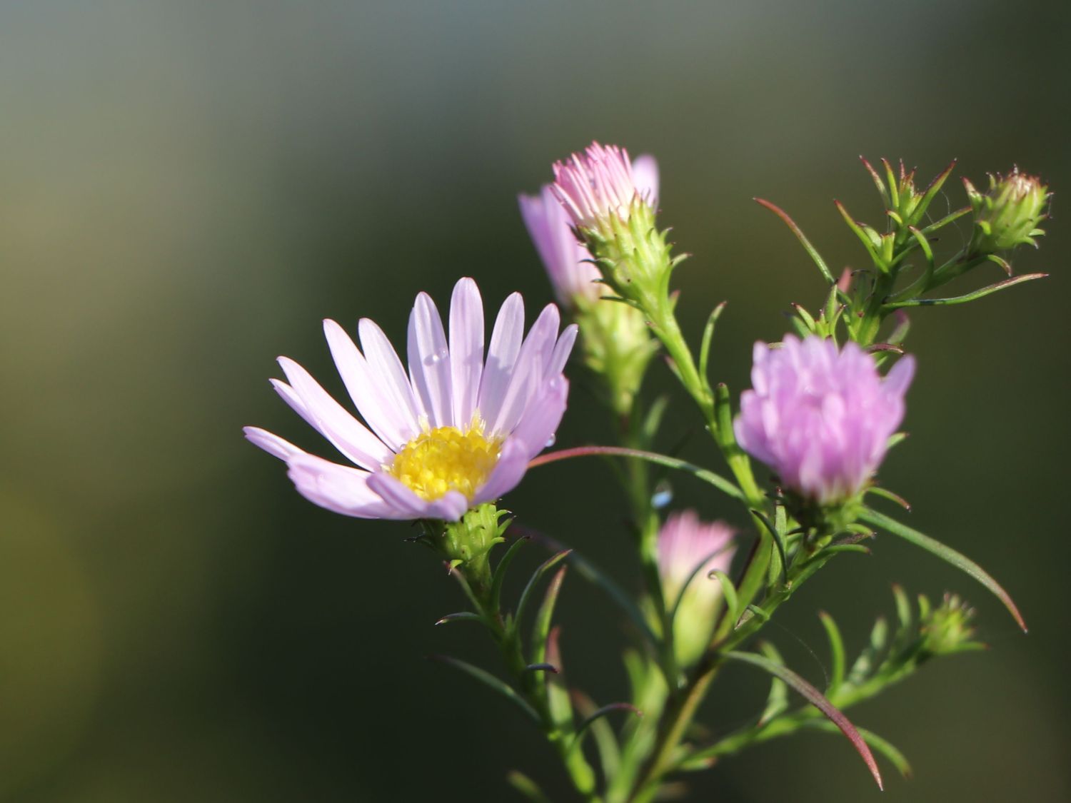 Myrten-Aster 'Yvette Richardson' - Aster ericoides 'Yvette Richardson'