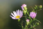 Myrten-Aster 'Yvette Richardson' - Aster ericoides 'Yvette Richardson'