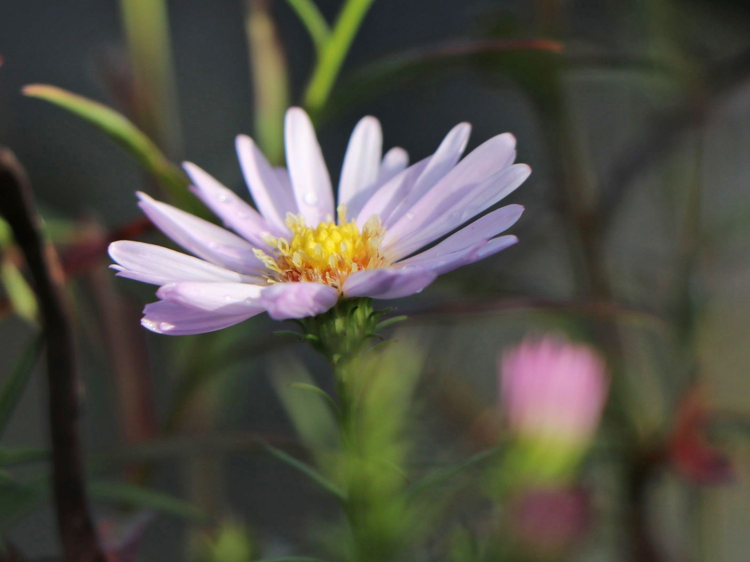 Myrten-Aster 'Yvette Richardson' - Aster ericoides 'Yvette Richardson'
