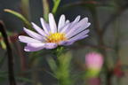 Myrten-Aster 'Yvette Richardson' - Aster ericoides 'Yvette Richardson'